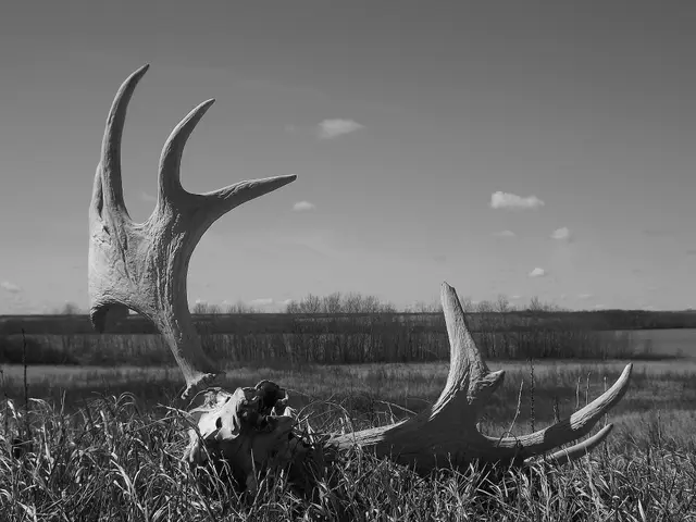 Antlers on the prairie
